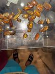 32 pieces of amber  (period (145 to 66 million years ago)