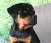 Rottweiler valpar en Tik kvar 