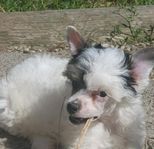 Chinese Crested Dog valpar 