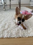 Chihuahua