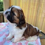 renrasiga shih tzu med stamtavla