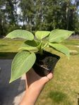 Hosta 'Jurassic Park'  "Giant plantain lily"