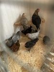 Kycklingar, unghöns, tuppar!