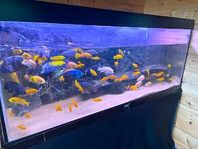  Juwel akvarium på 450 liter ingår Malawi ciklider