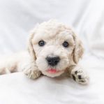 Goldendoodle Valpar!