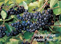 Säljes plantor: Aronia. Hämtas i  Sthlm o Sörmland