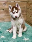 Härliga Siberian Husky valpar Sällskapsavlade