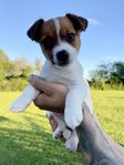 SKK reg Jack Russell tikvalp