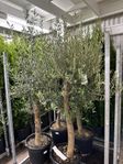 olivträd 30 år gamla 