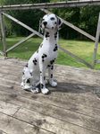Dalmatin hund i porslin 