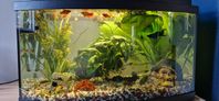 Akvarium 54 liter med fiskar och massa tillbehör 