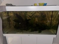 akvarium juwel 350 liter