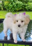 Maltipoo valpar 