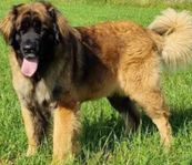 Leonberger 