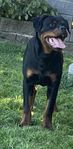 Renrasig rottweiler valp 