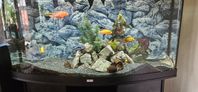 Komplett akvarium 260 liter