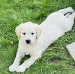 Golden retriever valpar levklara 