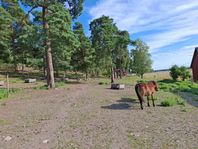 Stallplats till foderkänslig häst eller ponny