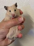 Guldhamsterungar