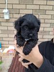 cavapoo syskon lev 10/8