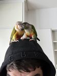 Ett par conure papegoja med bur