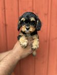 Cavapoo F1 tikvalp 