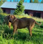 dogue de bordeaux Hilding 