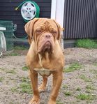 dogue de bordeaux Helmer