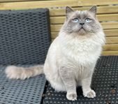 Ragdoll med stamtavla tillgänglig för avel