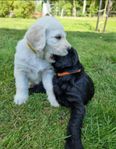 Labradoodle valpar - fem veckor