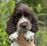 Engelsk Springer Spaniel