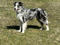 Border Collie erfaren Avelshane 