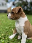 Staffordshire bullterrier valp hane