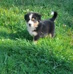 Miniature American Shepherd 