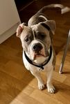 American  Bully Hane 2 år 