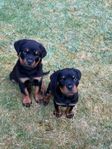 Rottweiler valpar