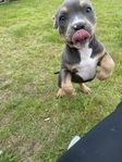 Vackra American Bully Standard tricolor valpar ABKC