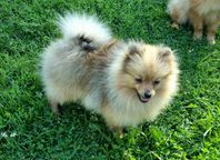 Pomeranian SKK reg