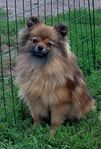 pomeranian 