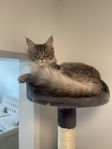 Maine coon hona 