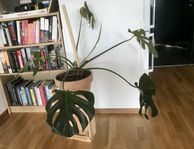 Monstera inklusive stor kruka, fat och stödpinne