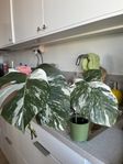 Monstera Albo variegata 3 stamsticklingar varav en planterad