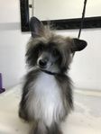 Chinese crested powder puff valp 