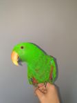 ädelspapegoja  /  eclectuspapegoja