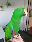 Ädelspapegoja/Eclectus 