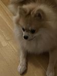 pomeranian