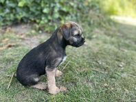  BorderTerrier valp