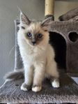 Kattungar Ragdoll/Helig Birma 