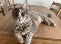 Maine Coon Katt