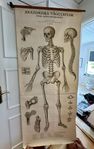 Väggplansch, Anatomiska väggtavlor, skelett från 1937! 